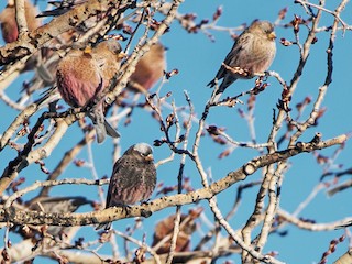 非繁殖期の成鳥 (with Brown-capped Rosy-Finch) - Taylor Long - ML63734801
