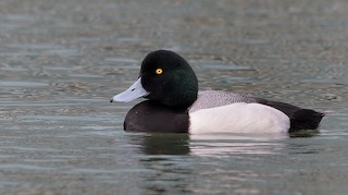 Greater Scaup
