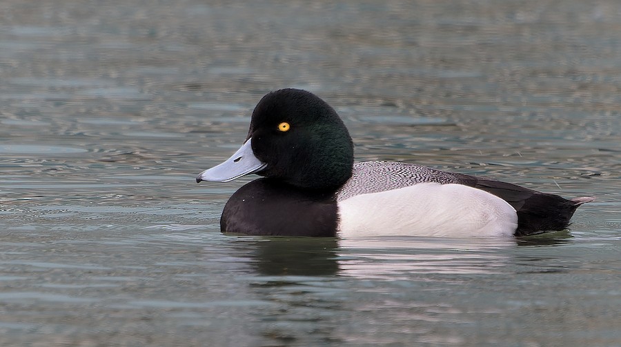 Greater Scaup