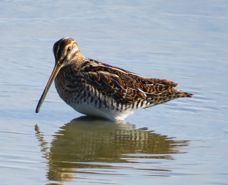 Common Snipe - George and Teresa Baker
