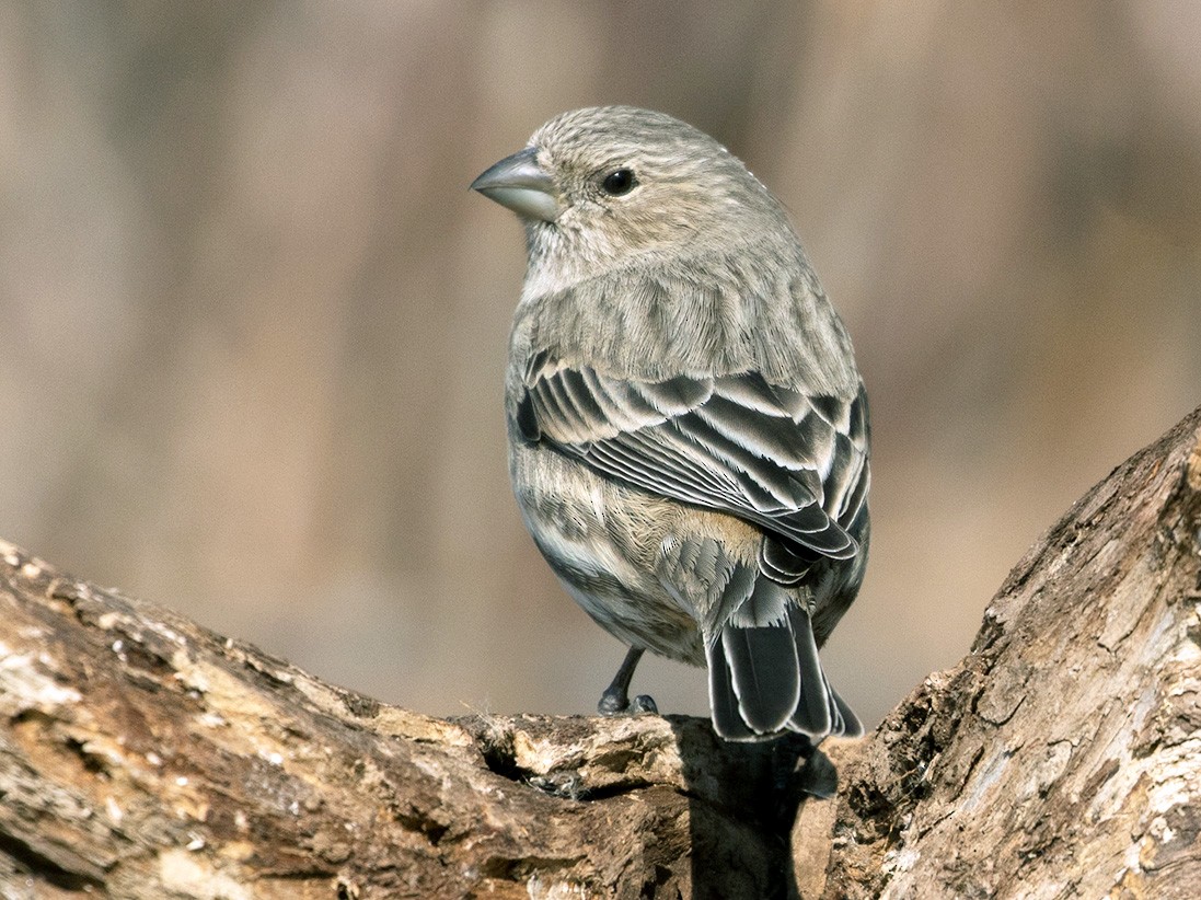 House Finch - Suzanne Labbé