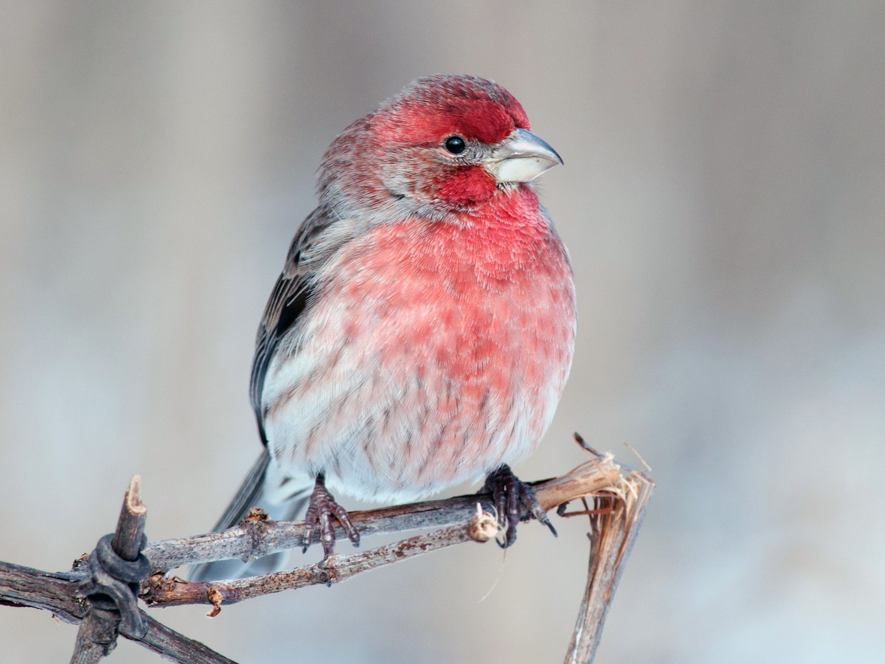 House Finch Ebird,What Temperature To Bake Chicken In The Oven