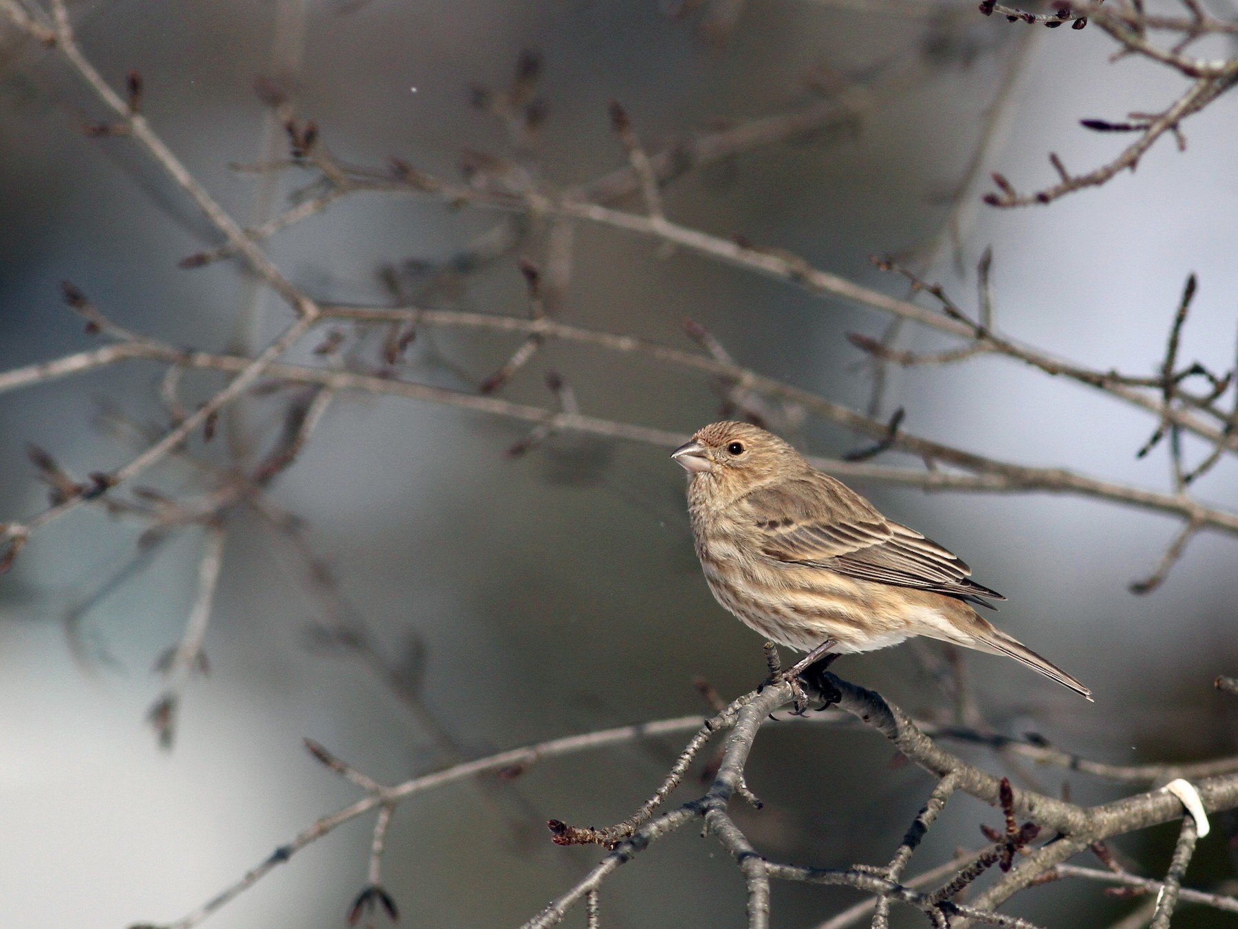 juvenile house finch