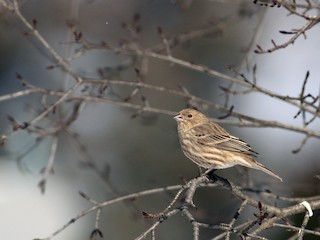 Самка/молодая птица - Jay McGowan - ML63736751