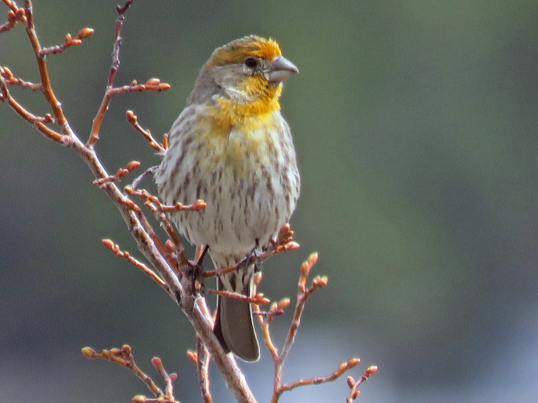 House Finch eBird