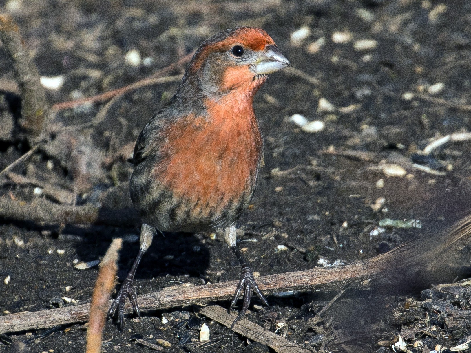 House Finch eBird