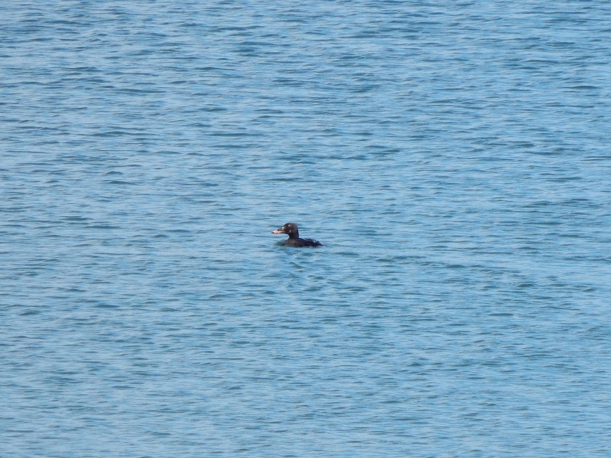 White-winged Scoter - Austin Young