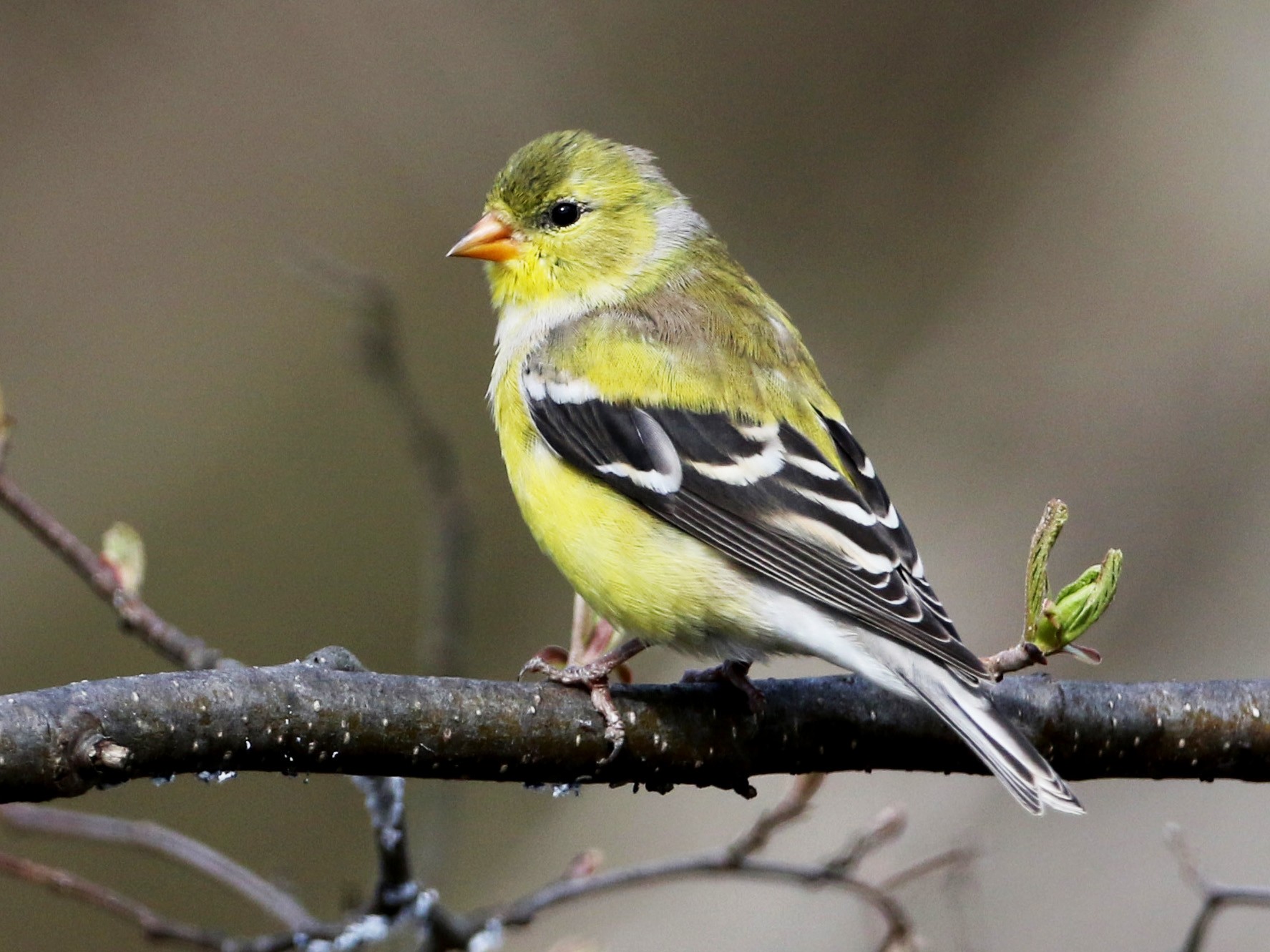 Lesser Goldfinch Female