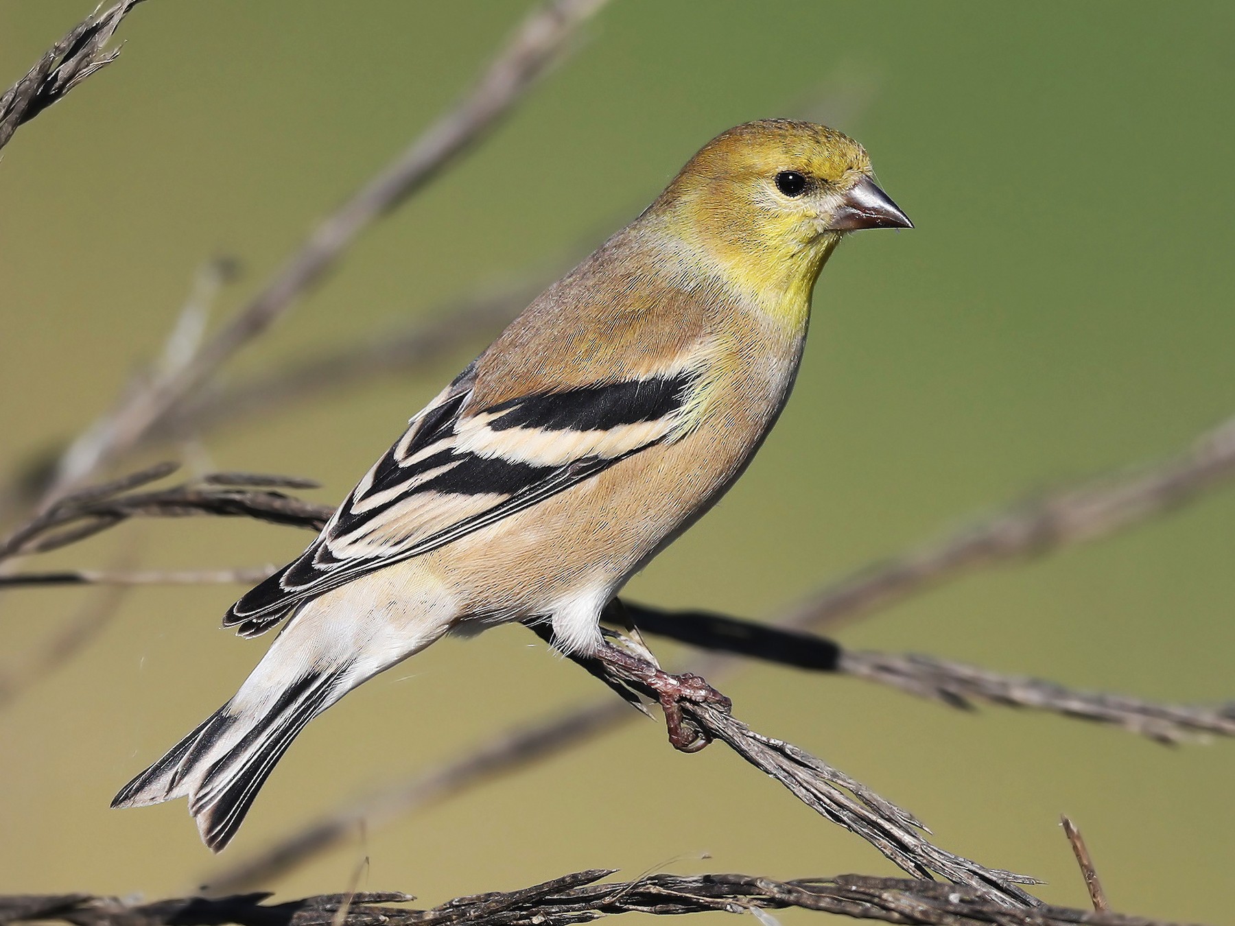 American Goldfinch - Matt Davis