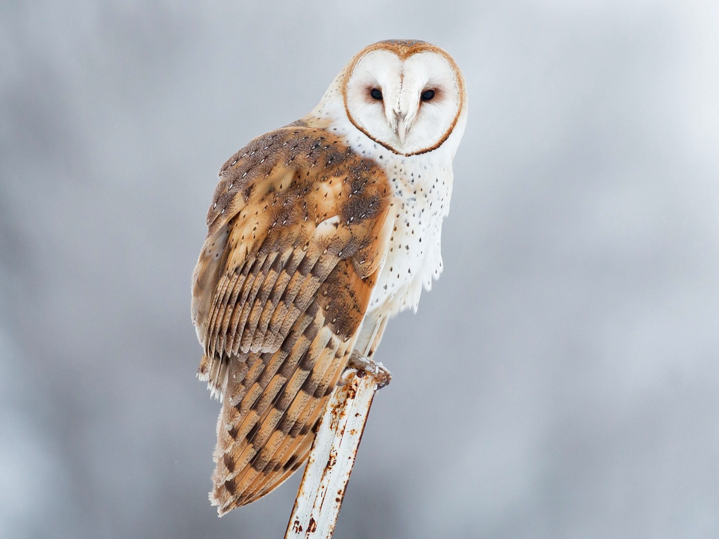 Barn Owl - eBird
