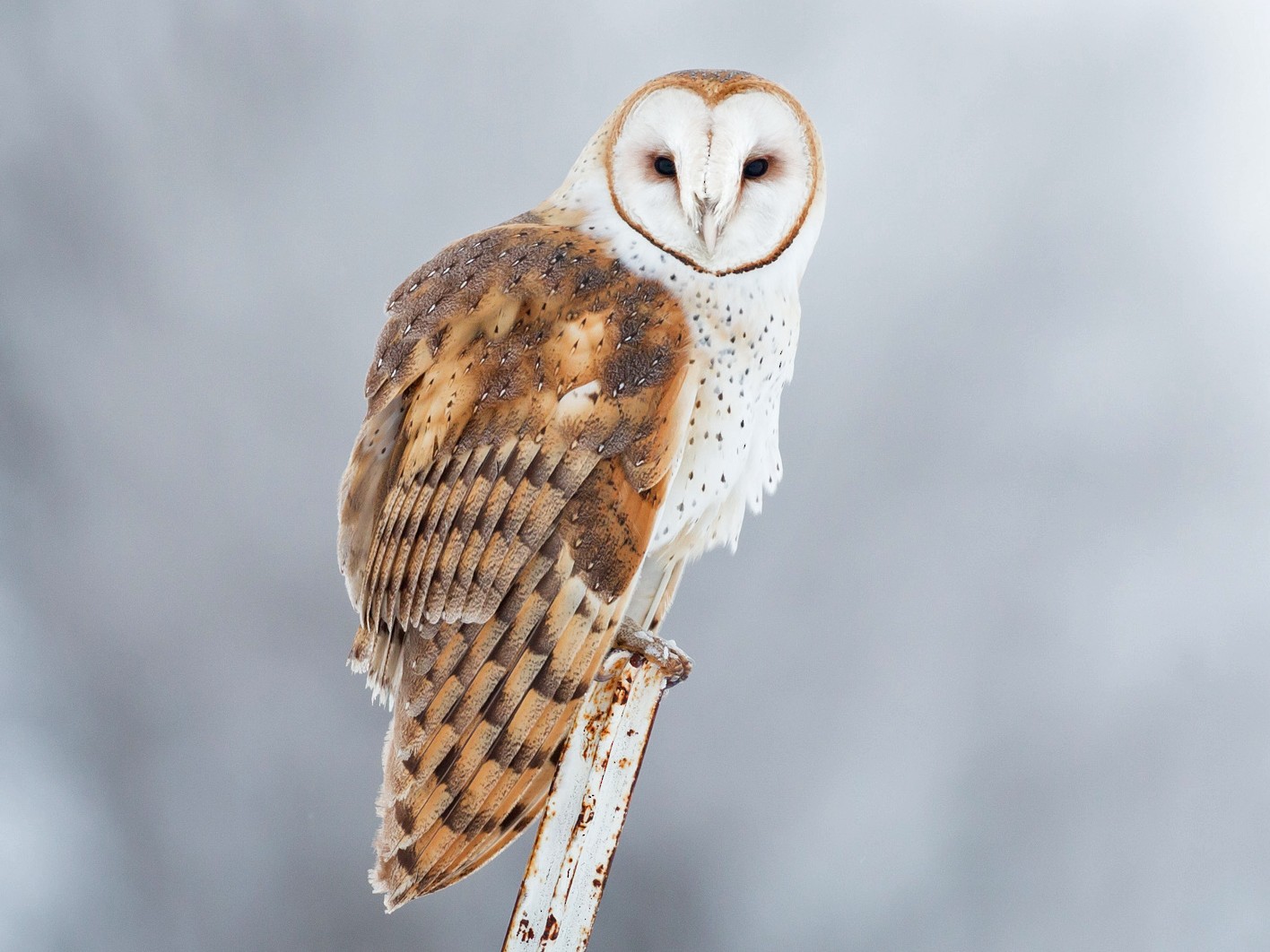 7 Species of Owls in Missouri (with pictures) - Animal Hype