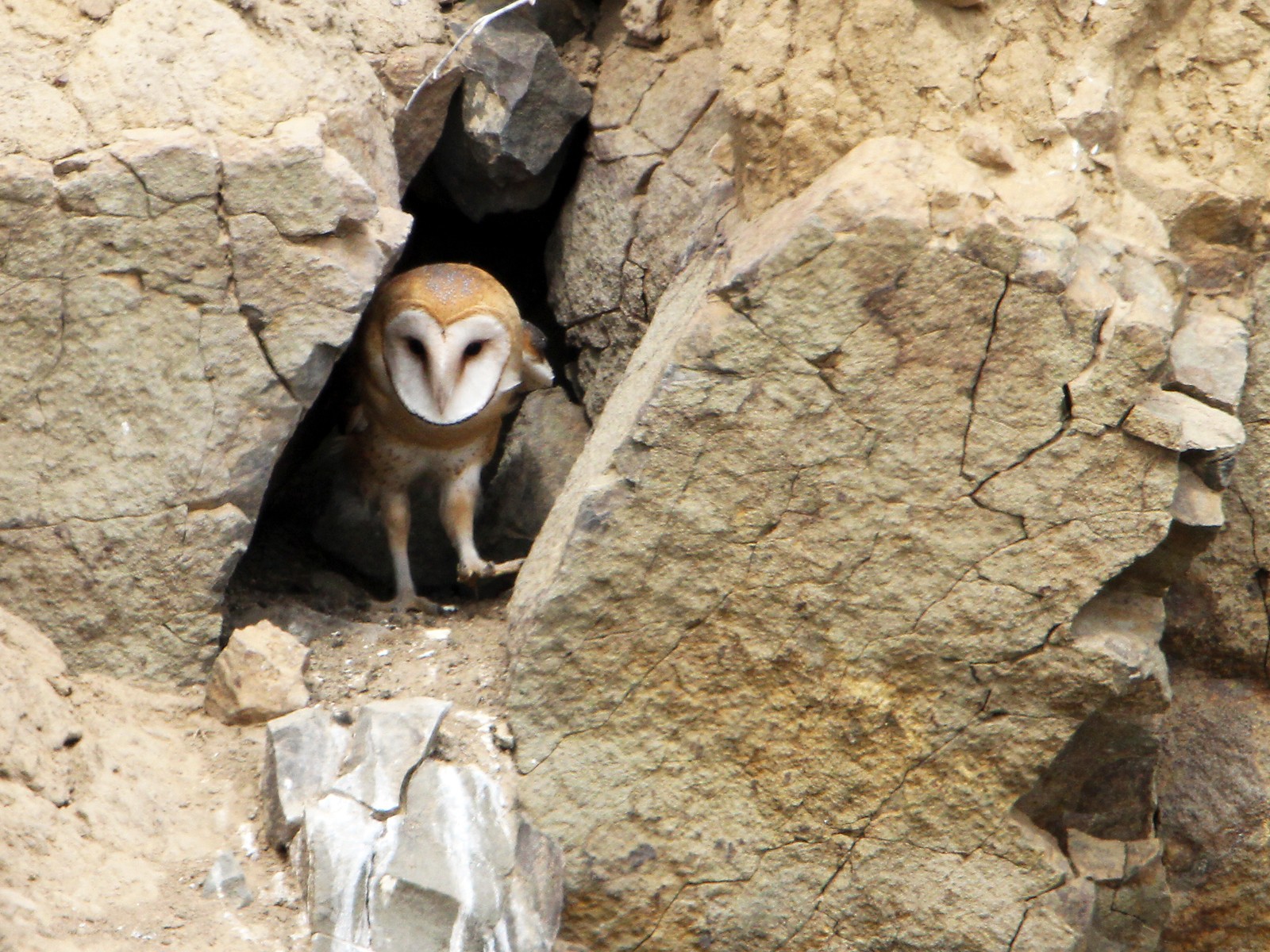 Taie d'oreiller Lechuza, Tyto alba