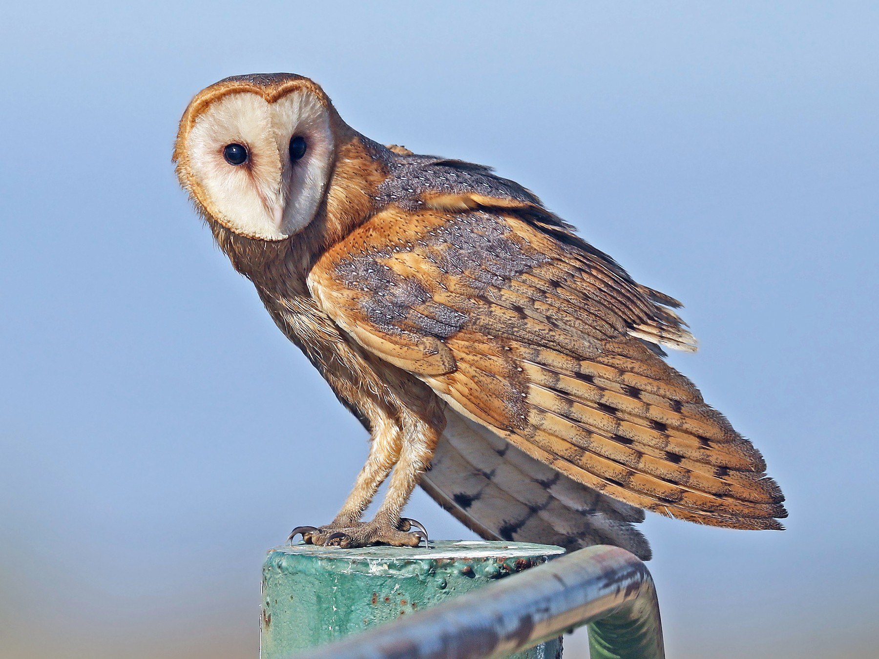 Tyto alba (Scopoli, 1769) - Effraie des clochers, Chouette  effraie-Description, fiches détaillées