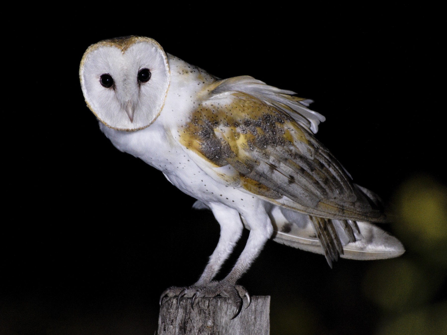 Taie d'oreiller Lechuza, Tyto alba