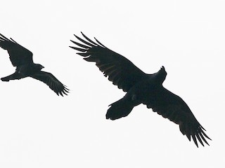 成鳥 (with American Crow) - Gary Jarvis - ML63739471