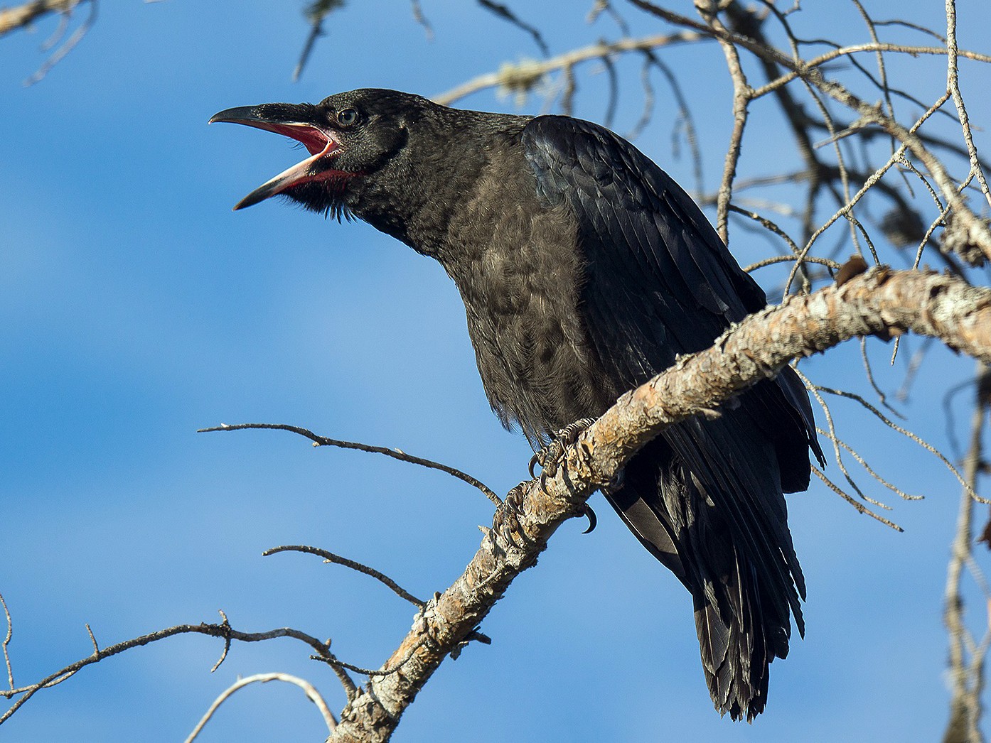 Grand Corbeau - eBird