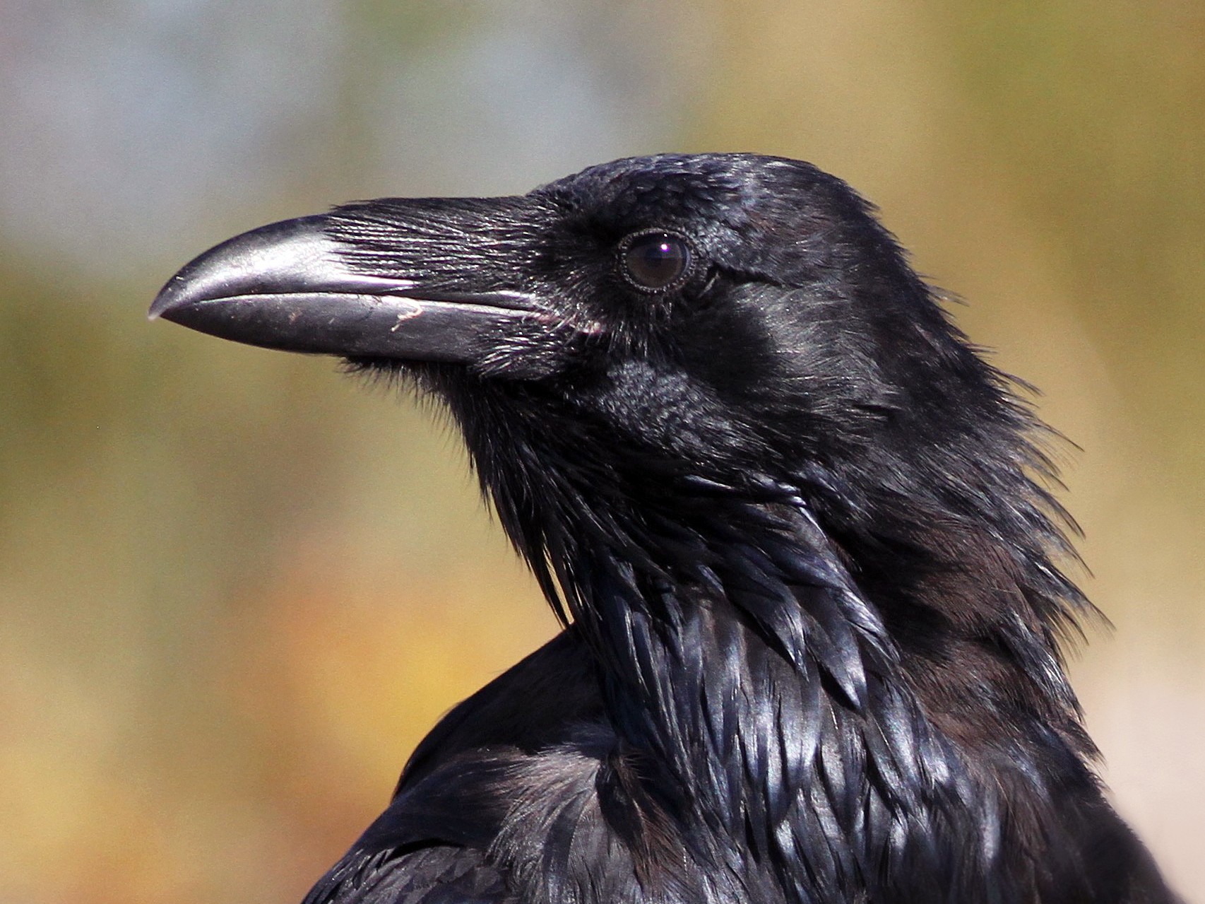 Common Raven Ebird