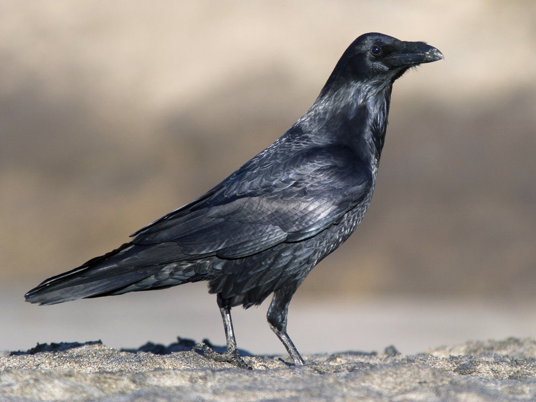 Common Raven - eBird