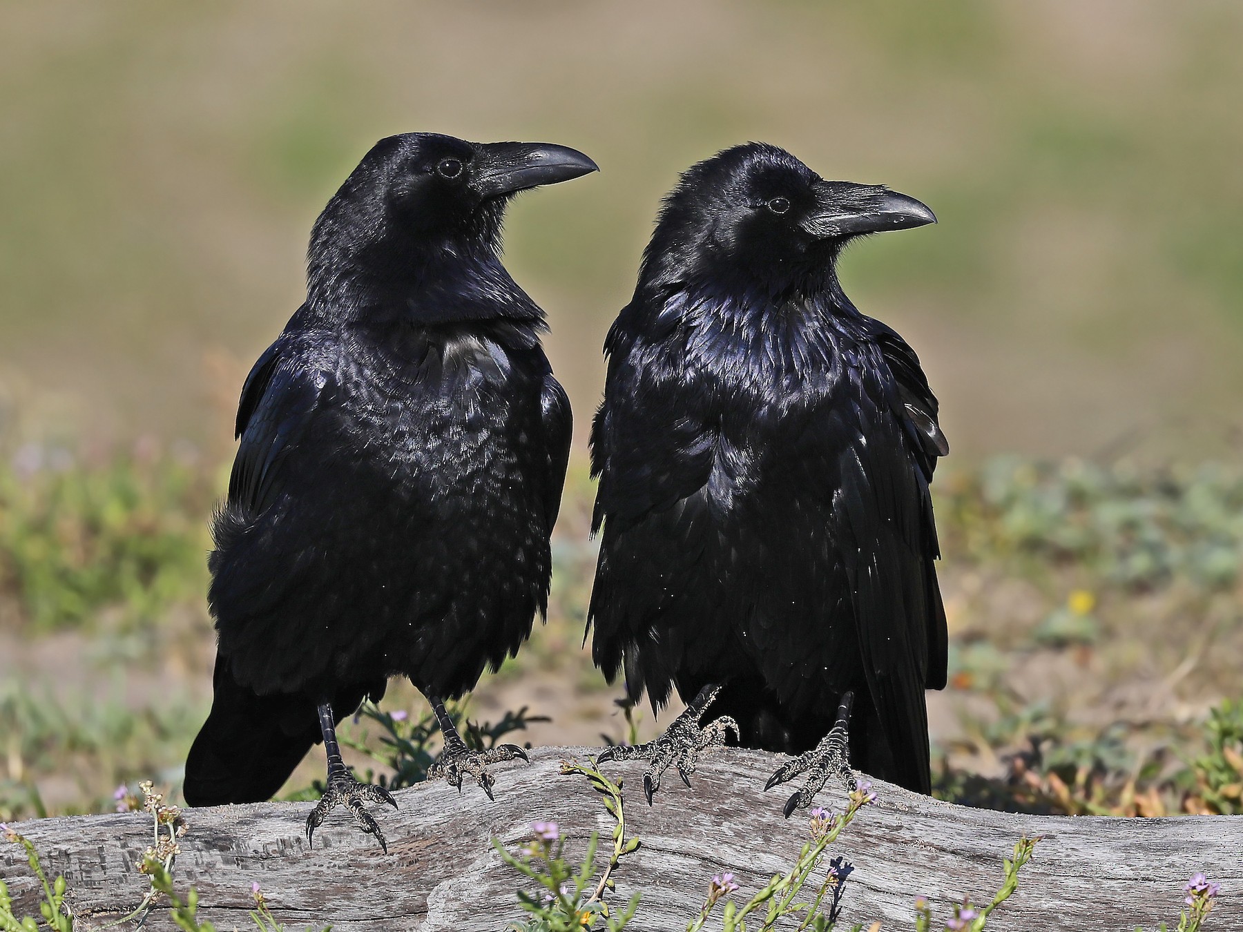 Common Raven - EBird