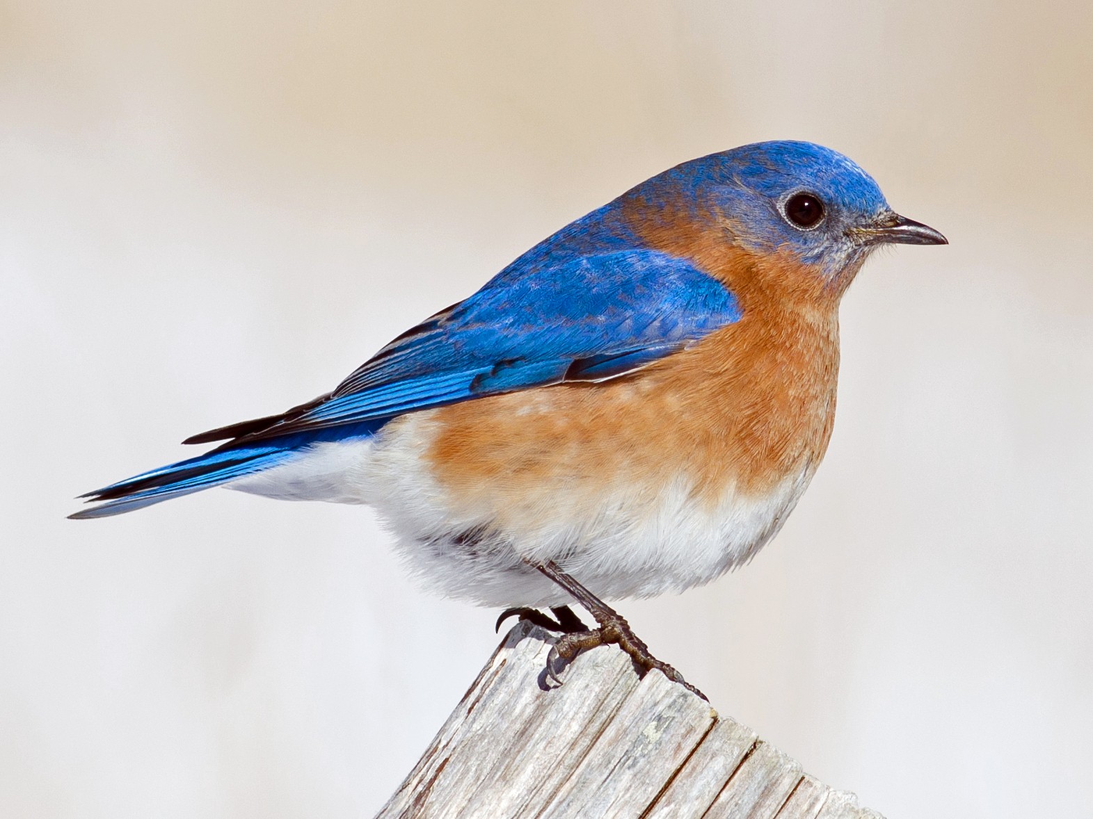 Eastern Bluebird - eBird