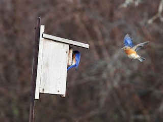 Breeding male and female - Tim Lenz - ML63740091