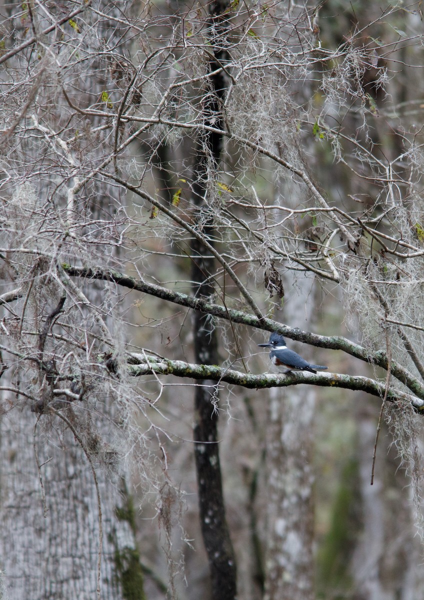 Belted Kingfisher - ML63740681