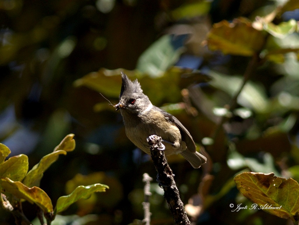 Gray-crested Tit - ML63740731