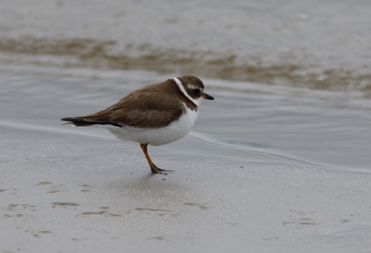 Semipalmated Plover - ML63740871