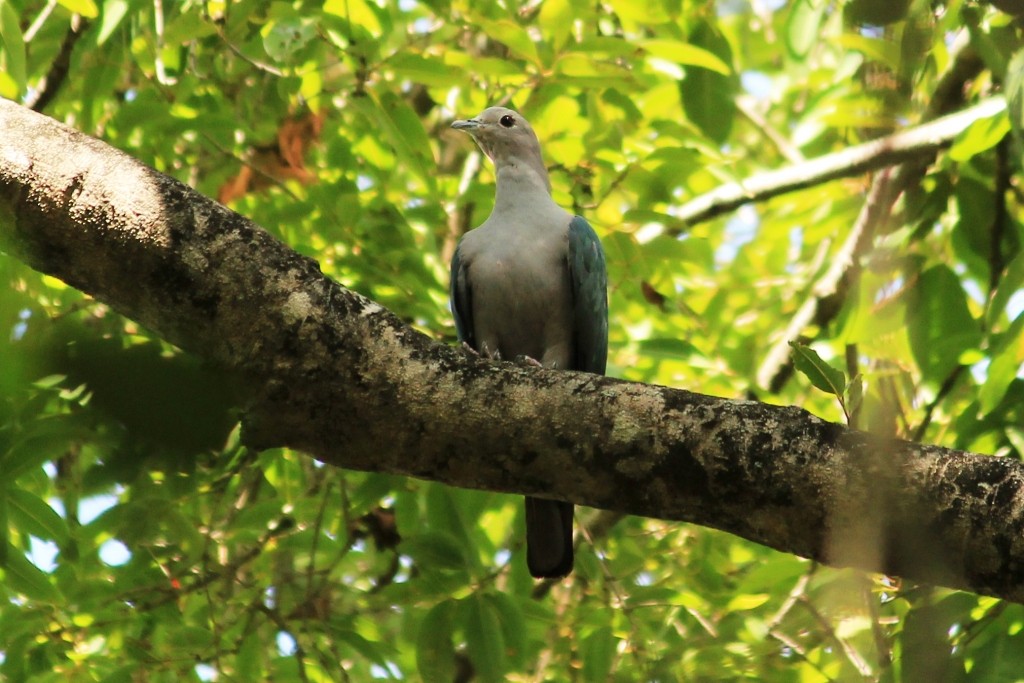 Green Imperial-Pigeon - ML63741091