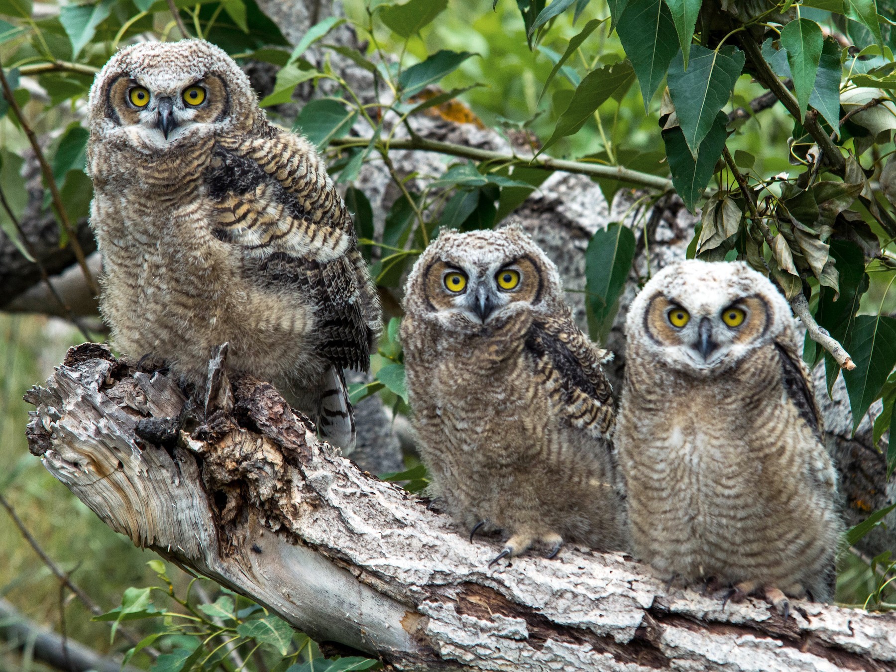 Great Horned Owl - Joshua Little