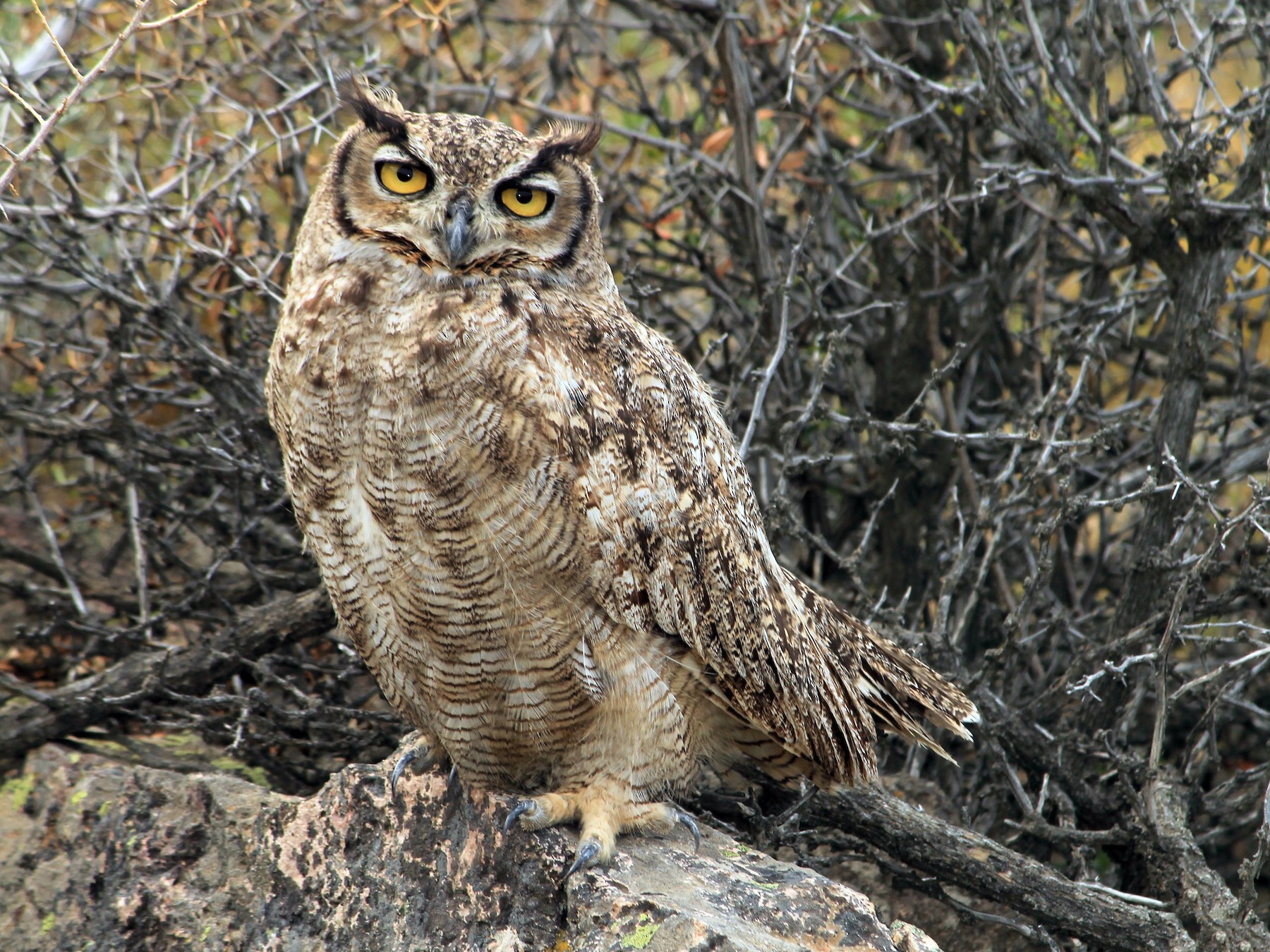 Lesser Horned Owl - Gustavo Vargas