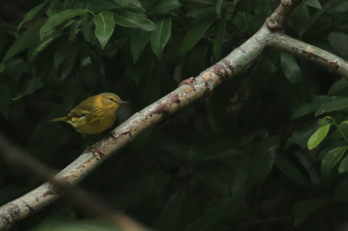 Cape May Warbler - ML63741851