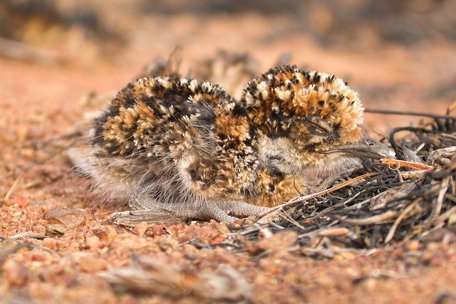 A 2-day-old chick. - Temminck's Courser - 
