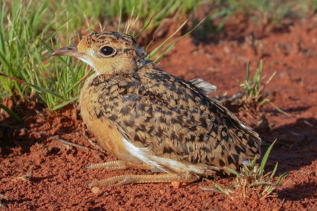 Lateral view of a 19-day-old chick. - Temminck's Courser - 