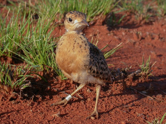 Chick: 18 days old. - Temminck's Courser - 