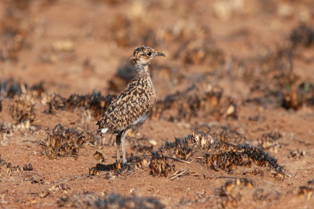 Juvenile with dusk gray legs. - Temminck's Courser - 