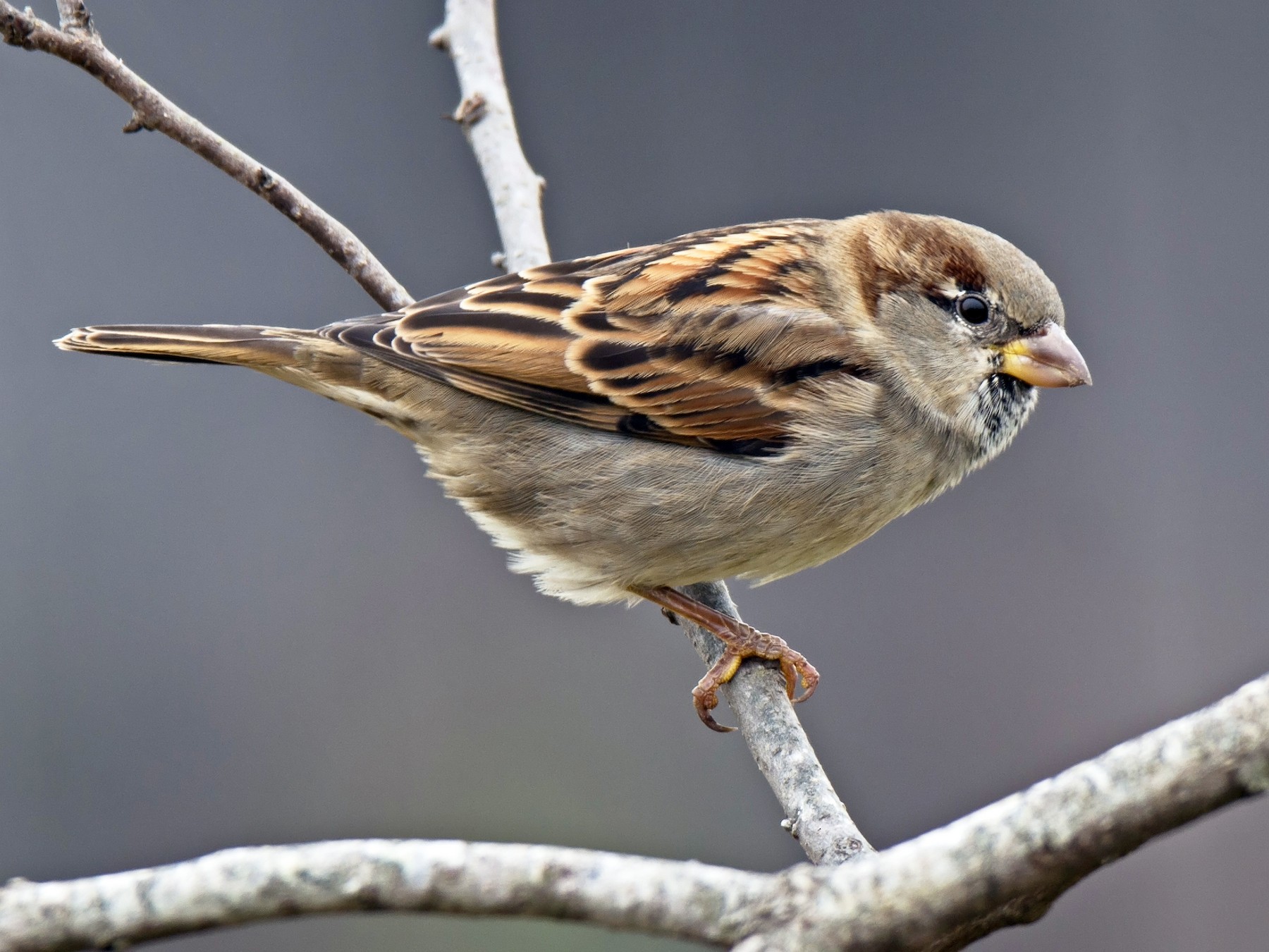 House Sparrow - eBird