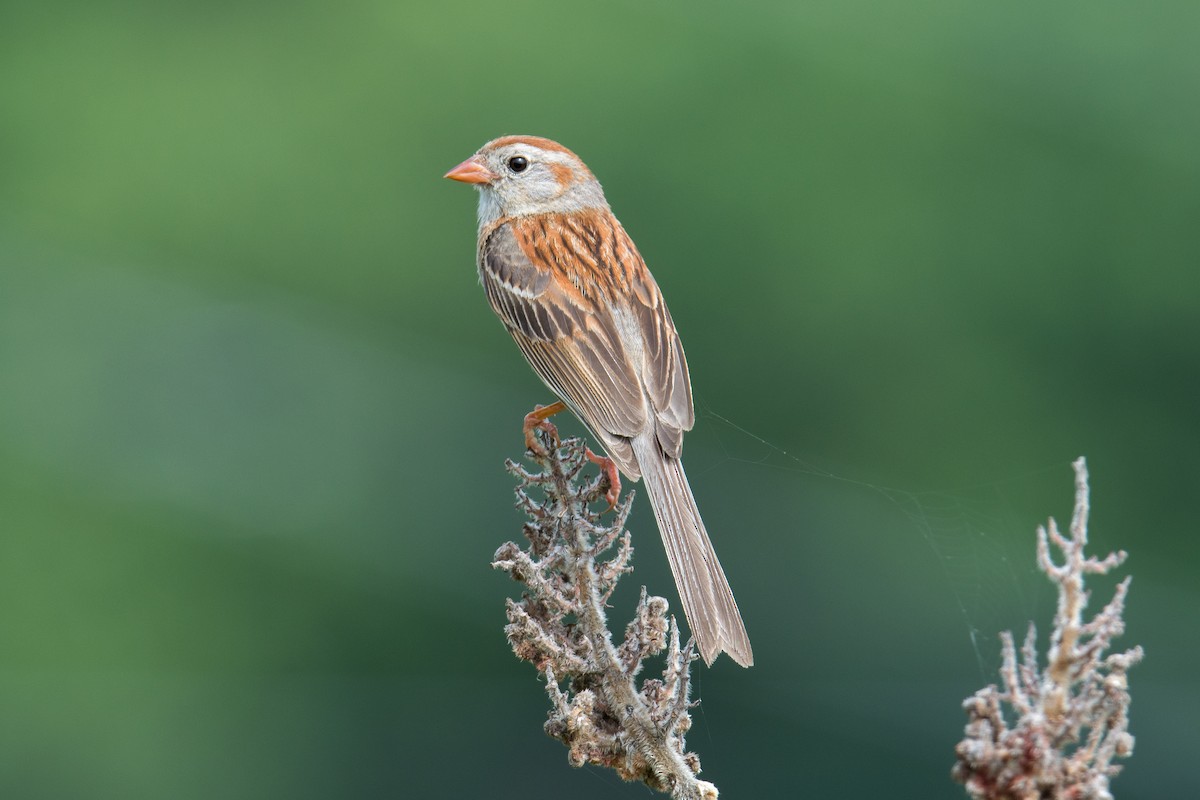 Field Sparrow - Frank Lehman