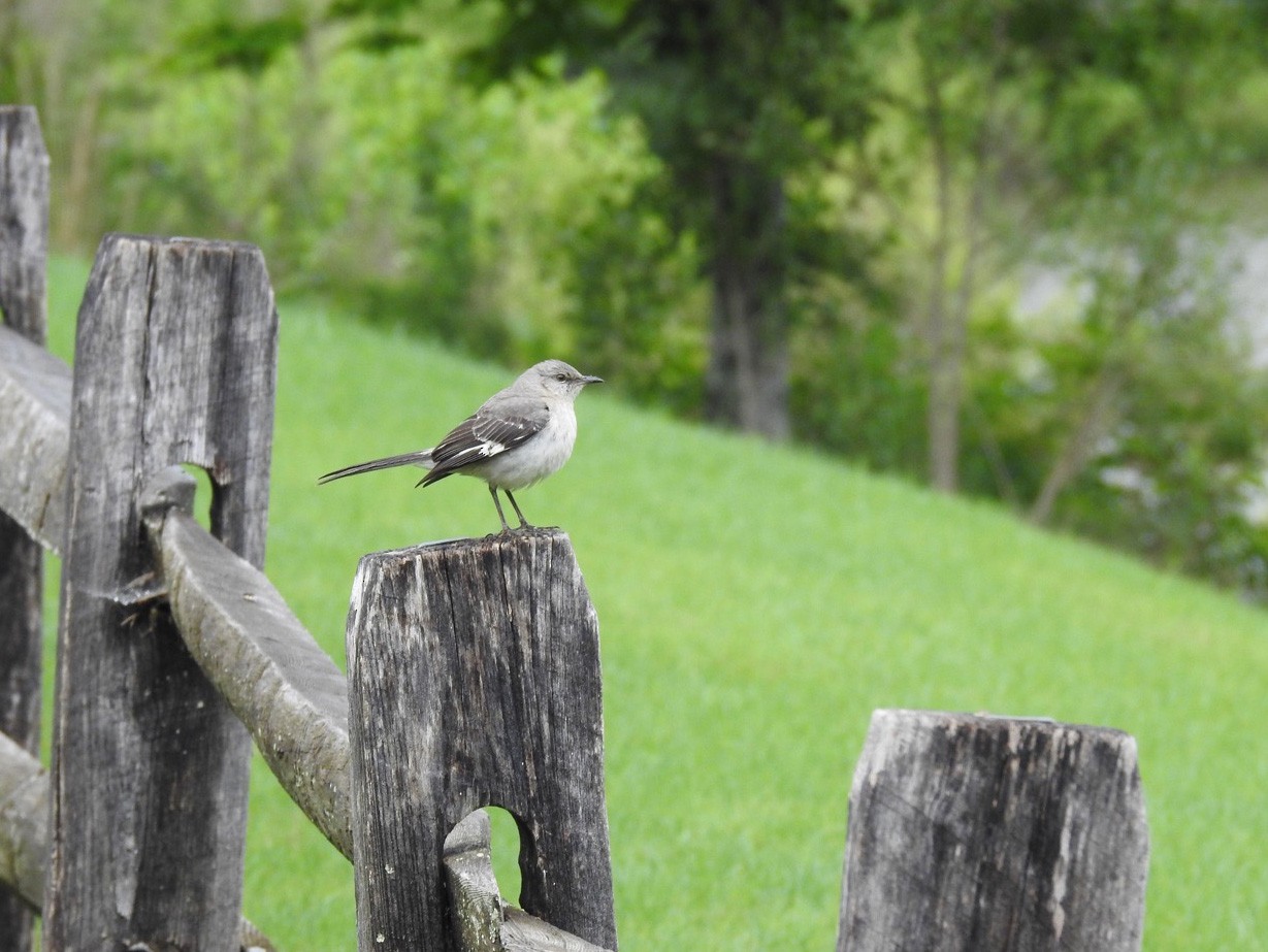 Northern Mockingbird - Franklin Diaz