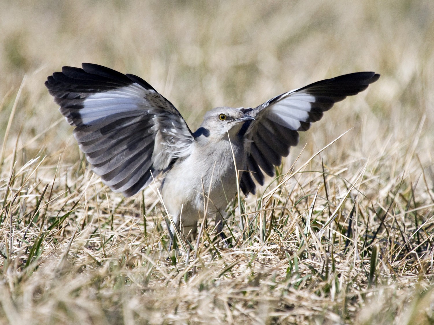 Northern Mockingbird - Gordon Dimmig