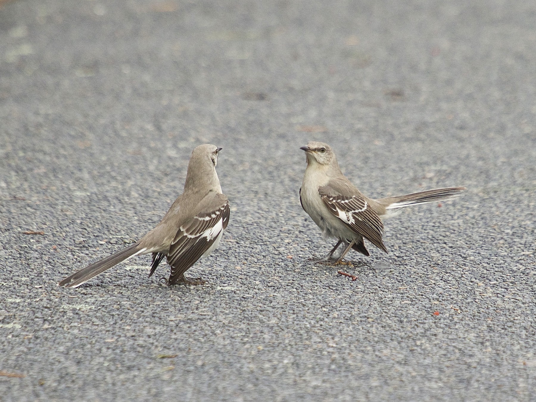 Northern Mockingbird - Mary Keleher