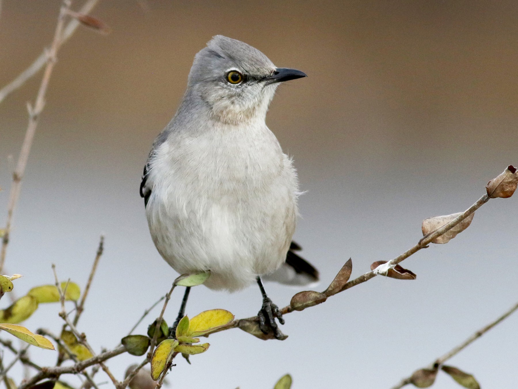 Northern Mockingbird - Jay McGowan