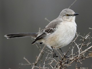  - Northern Mockingbird