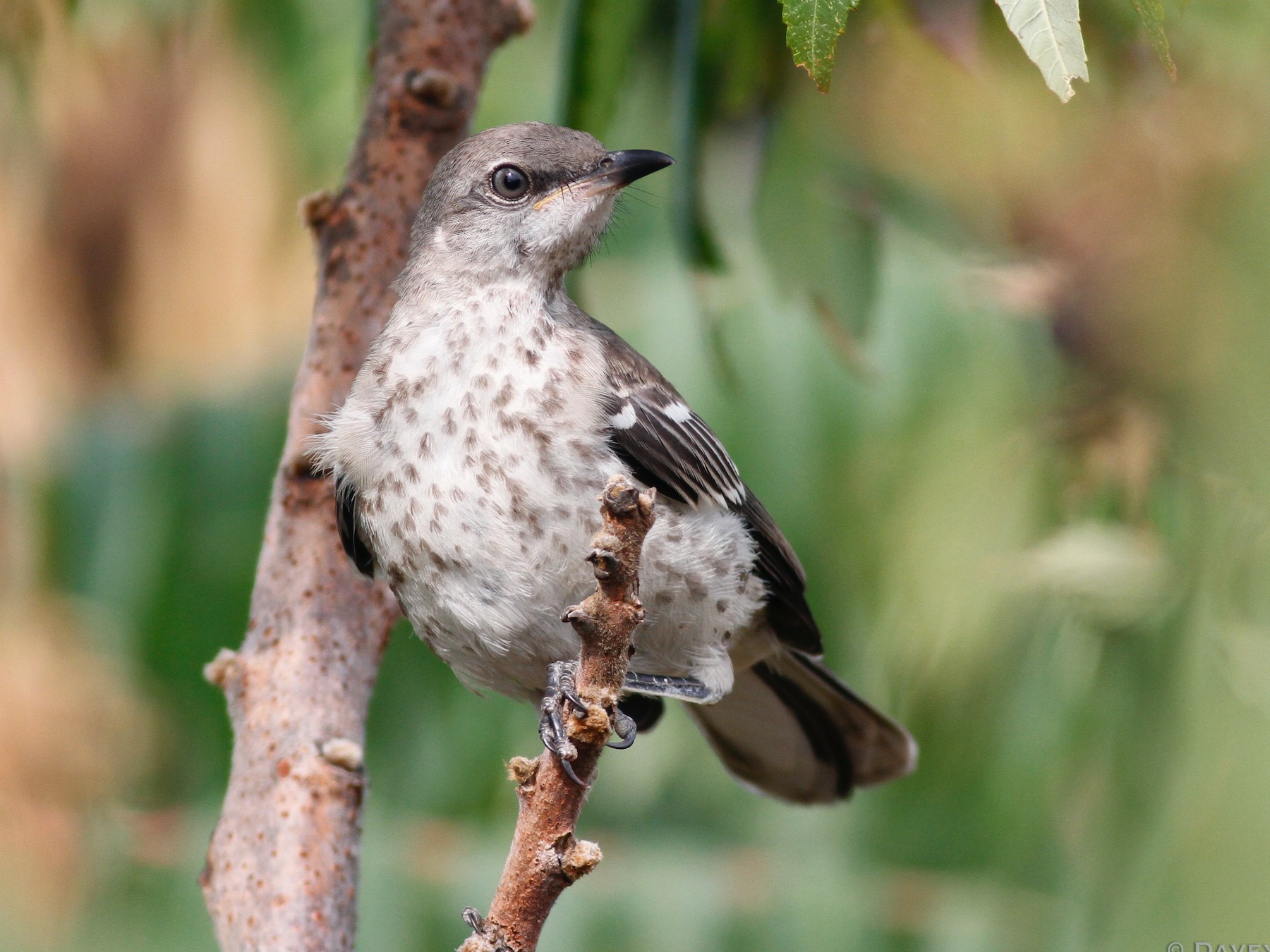 Northern Mockingbird - Davey Walters