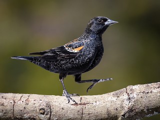 nicht brütendes Männchen (Red-winged) - Scott Martin - ML63744271