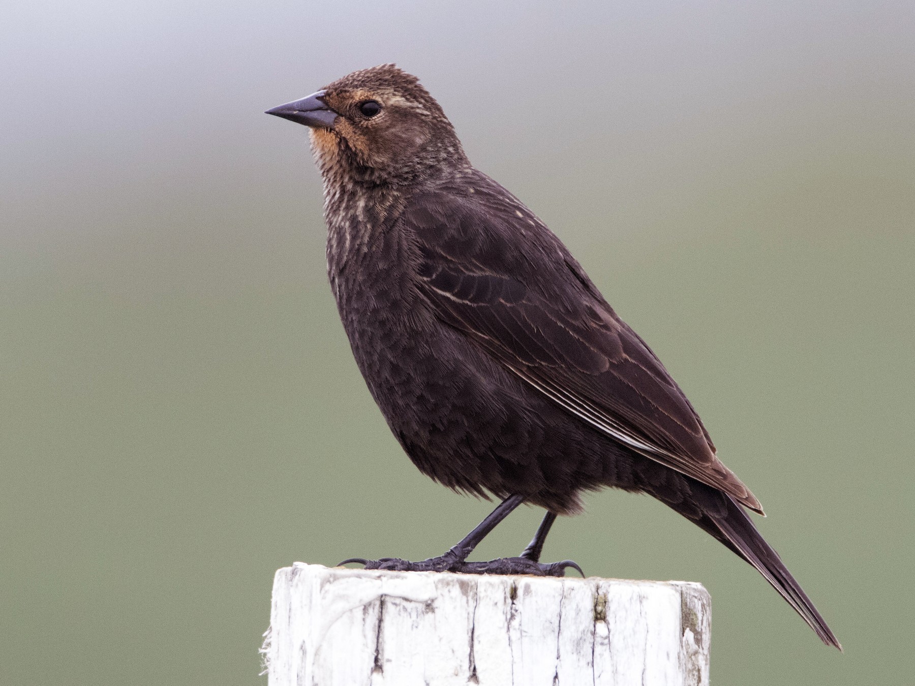 Red-winged Blackbird - Brian Sullivan