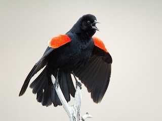 Brutkleid Männchen (Red-winged) - Ian Davies - ML63744291