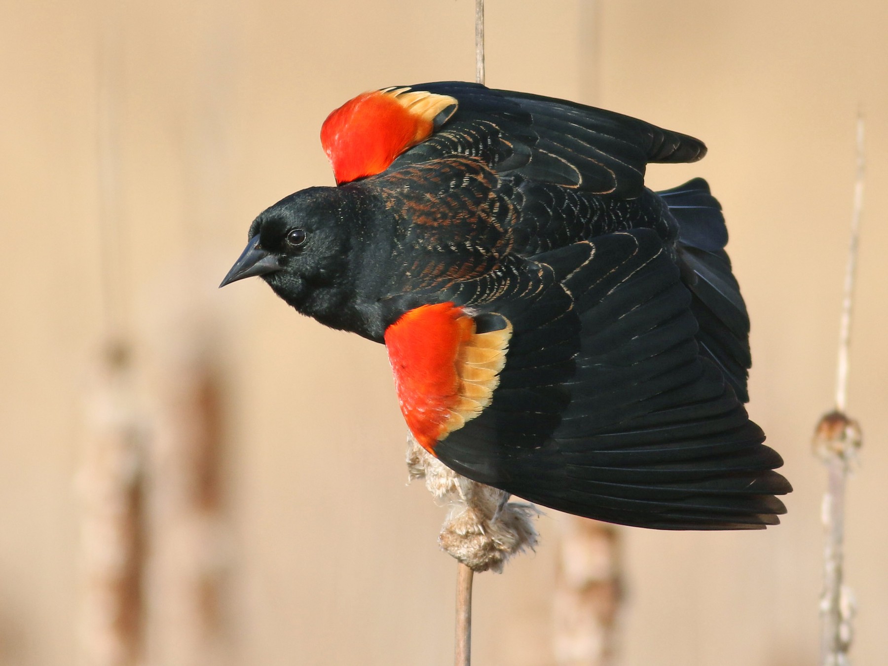 Red-winged Blackbird - Jonathan Eckerson