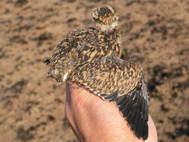 A 20-day-old juvenile in the hand, - Temminck's Courser - 