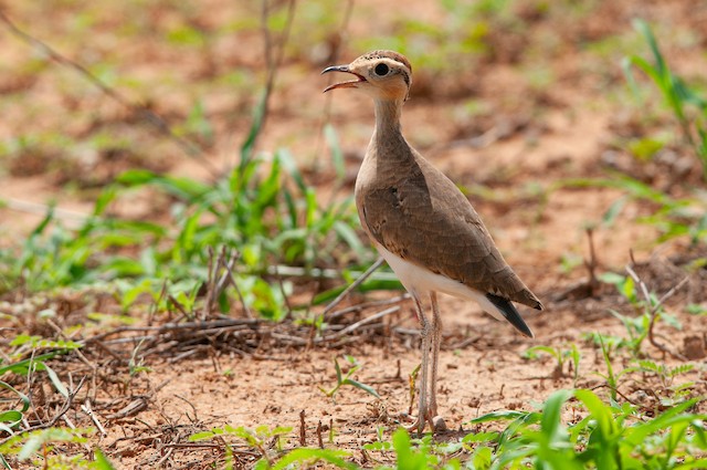Immature bird. - Temminck's Courser - 